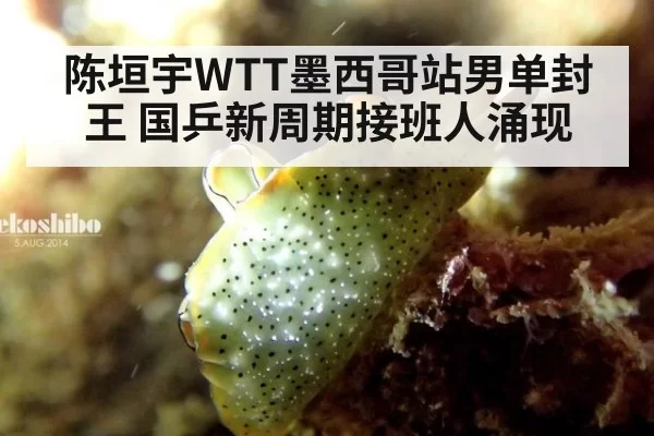 陈垣宇WTT墨西哥站男单封王 国乒新周期接班人涌现